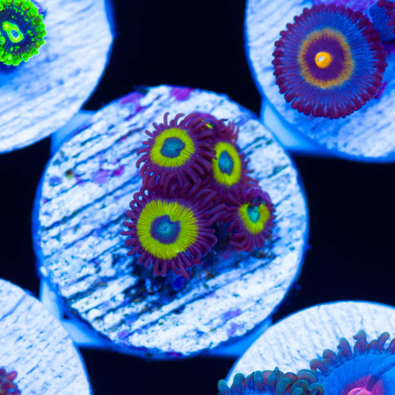 Belladonna Zoanthids