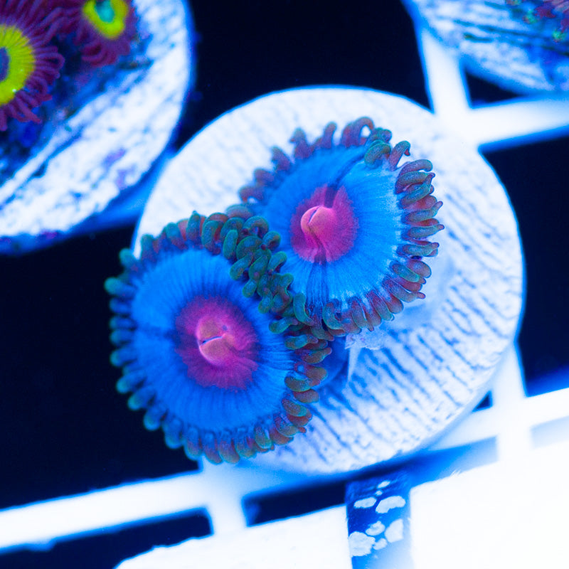 Miami Vice Zoanthids #1