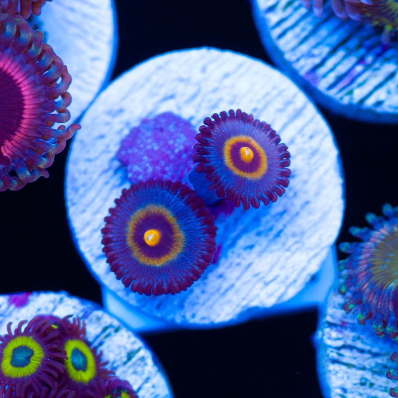 Wolverine Zoanthids