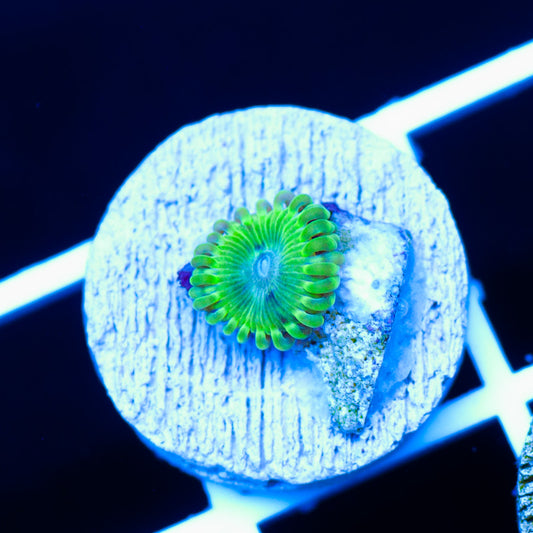You Tell Me Zoanthid