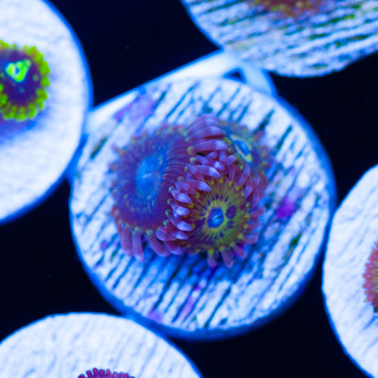 Tims Chiquita Zoanthids