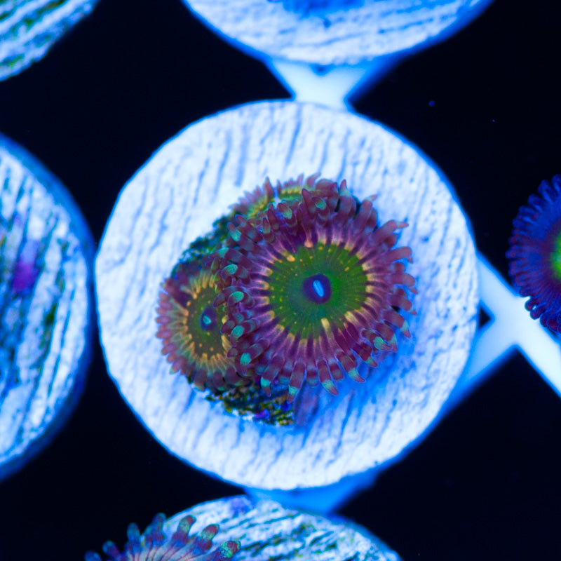 Monsters Inc Zoanthids