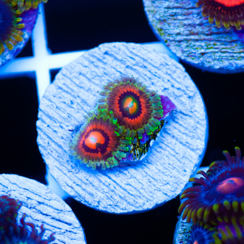 LC Rainbow Incinerator Zoanthids