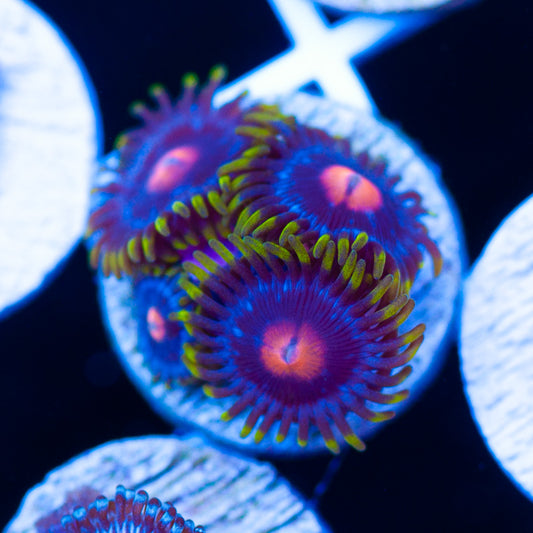 JF Big Bang Zoanthids