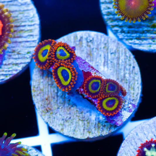 Fruit Loop Zoanthids