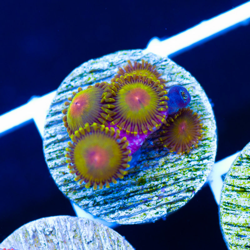 Golden God Zoanthids