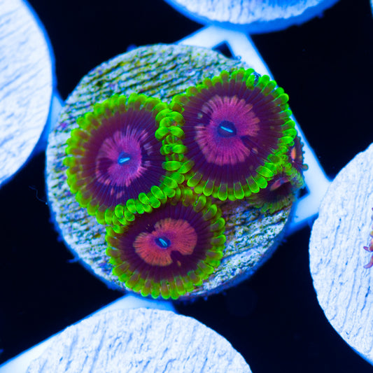 CC Scarlet Fever Zoanthids