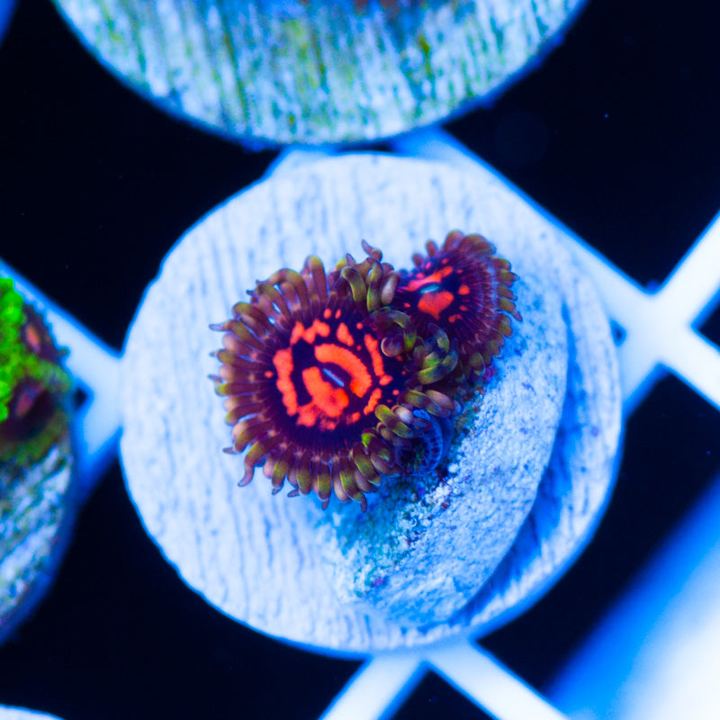 CC Flaming Brohican Zoanthids