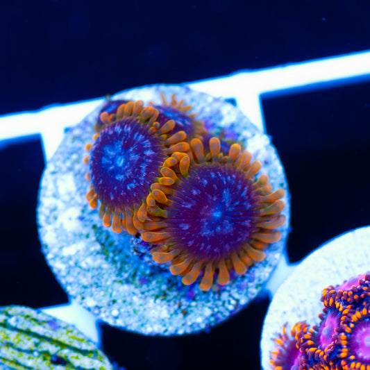 JF Acid Reflux Zoanthids