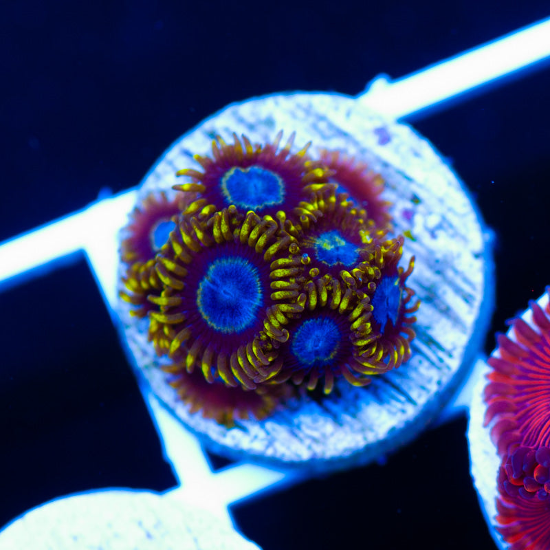 Frozen Hornet Zoanthids