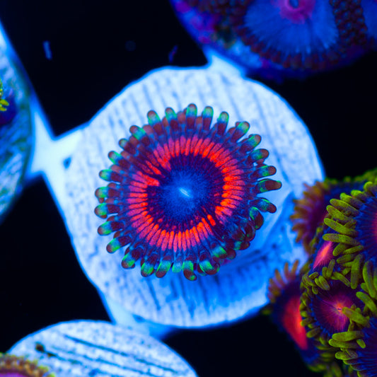 Devils Armor Zoanthid