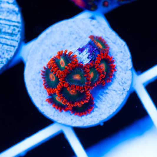 Gatorade Zoanthids #1