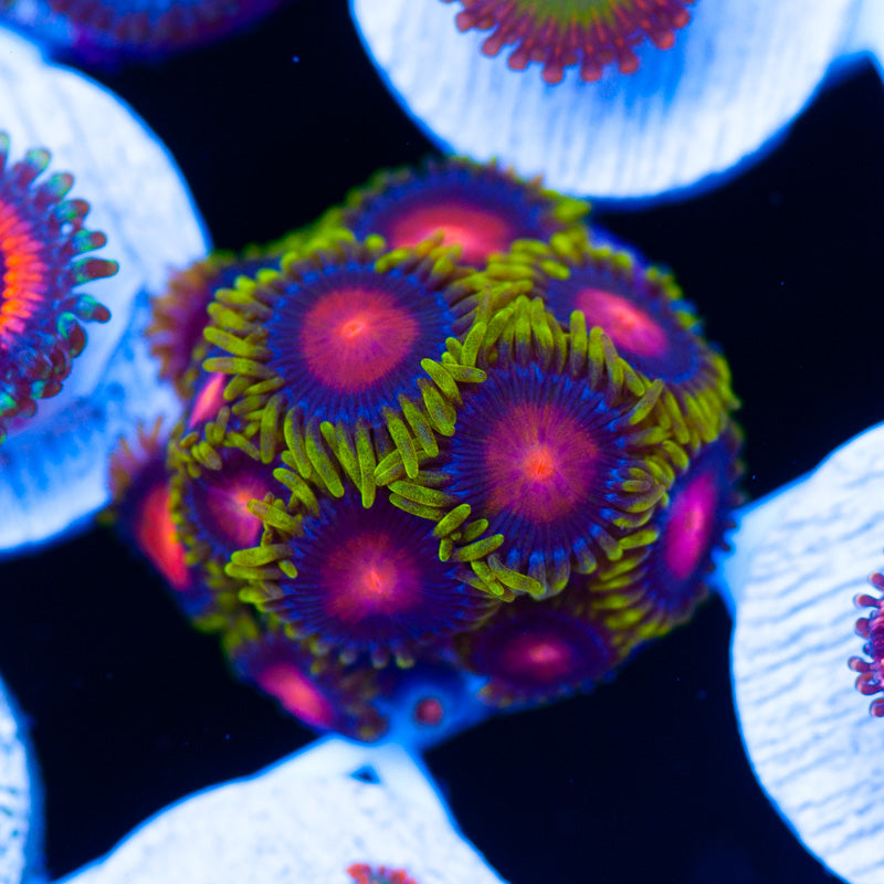 CC Glitch Zoanthids