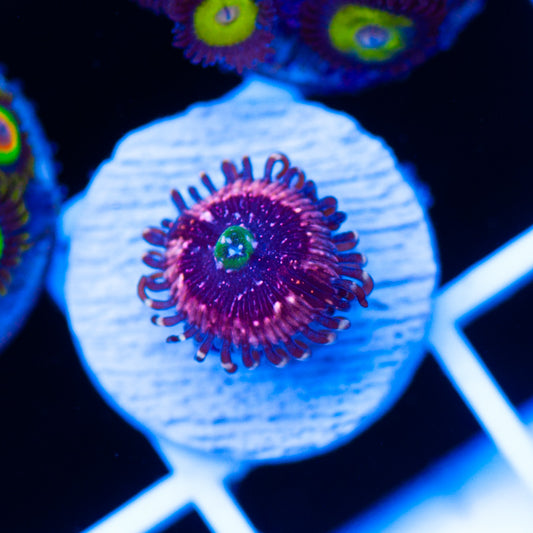 Pink Zipper Zoanthid #1
