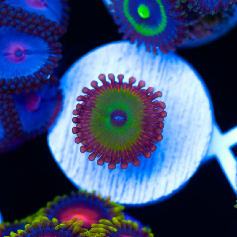 Candy Apple Red Zoanthid