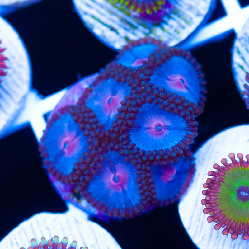 Blue Kiss Zoanthids