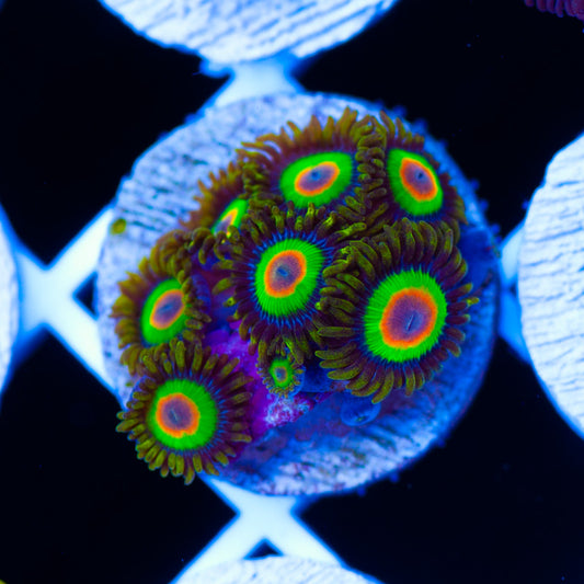 Rasta Zoanthids