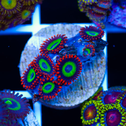 Emeralds on Fire Zoanthids