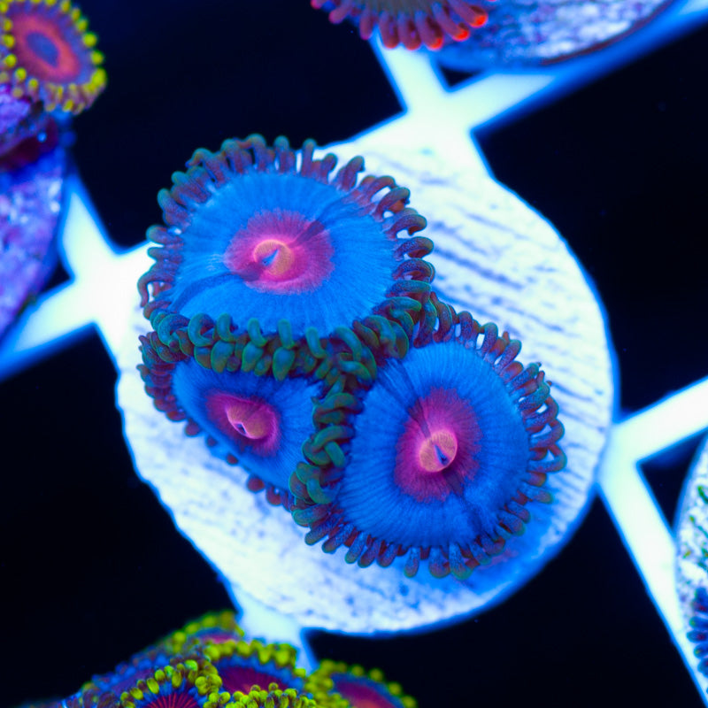 Miami Cice Zoanthids #2
