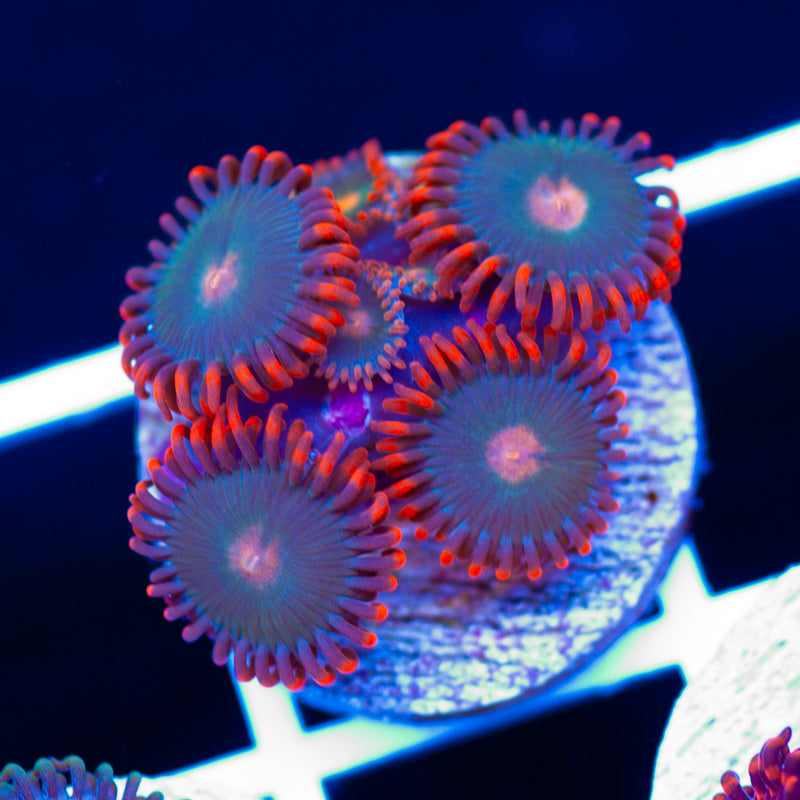 Haterade Zoanthids