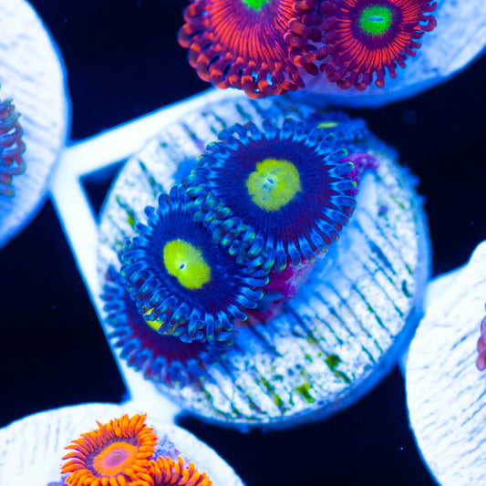 CC Ultimate AOI Zoanthids
