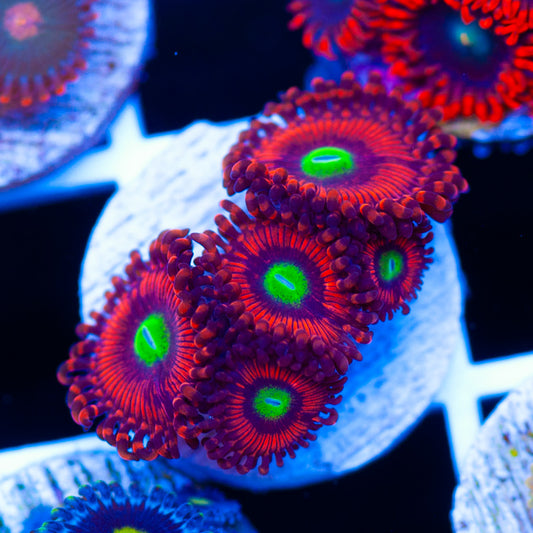 Hyper Phoenix Zoanthids