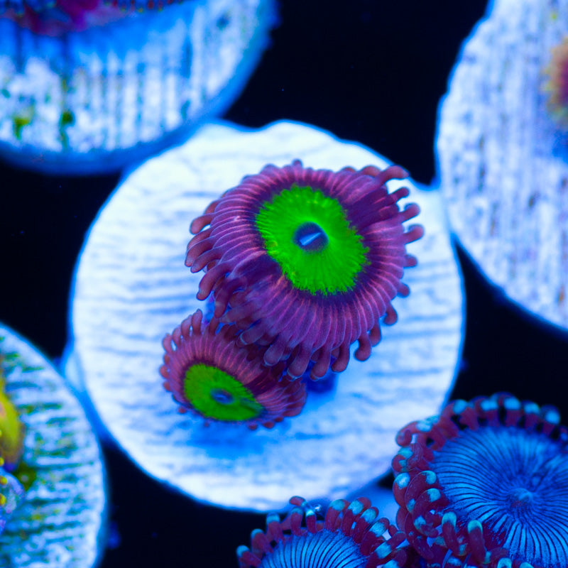 Chuckies Bride Zoanthids