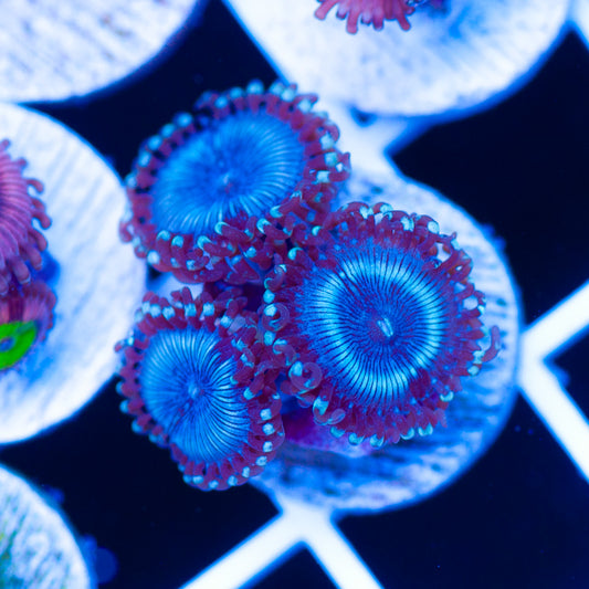 Frozen Armageddon Zoanthids