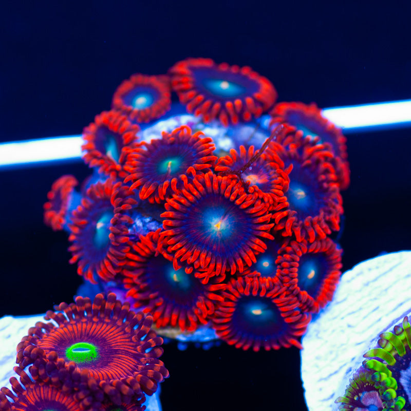 Ring of Fire Zoanthids