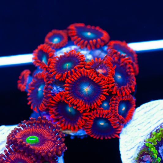 Ring of Fire Zoanthids