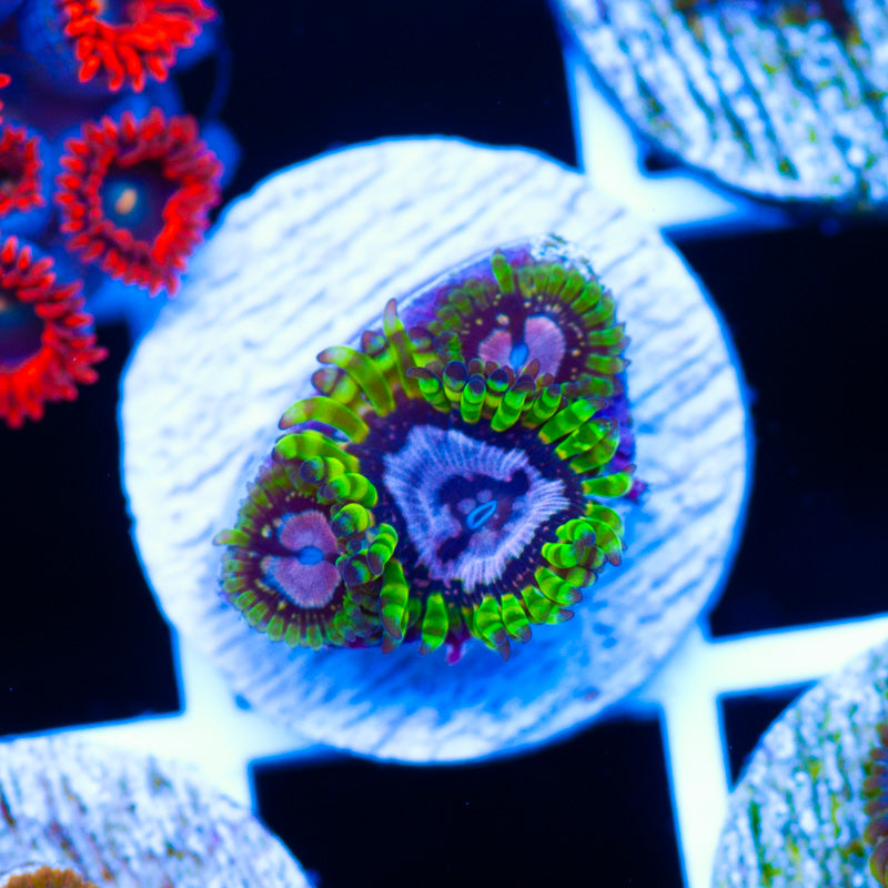 Purple Monster Zoanthids