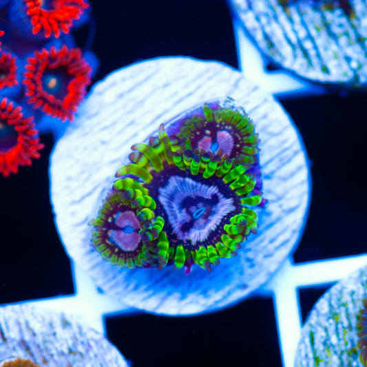Purple Monster Zoanthids