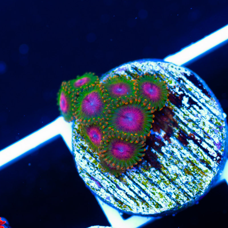 Awesome Blossom Zoanthids