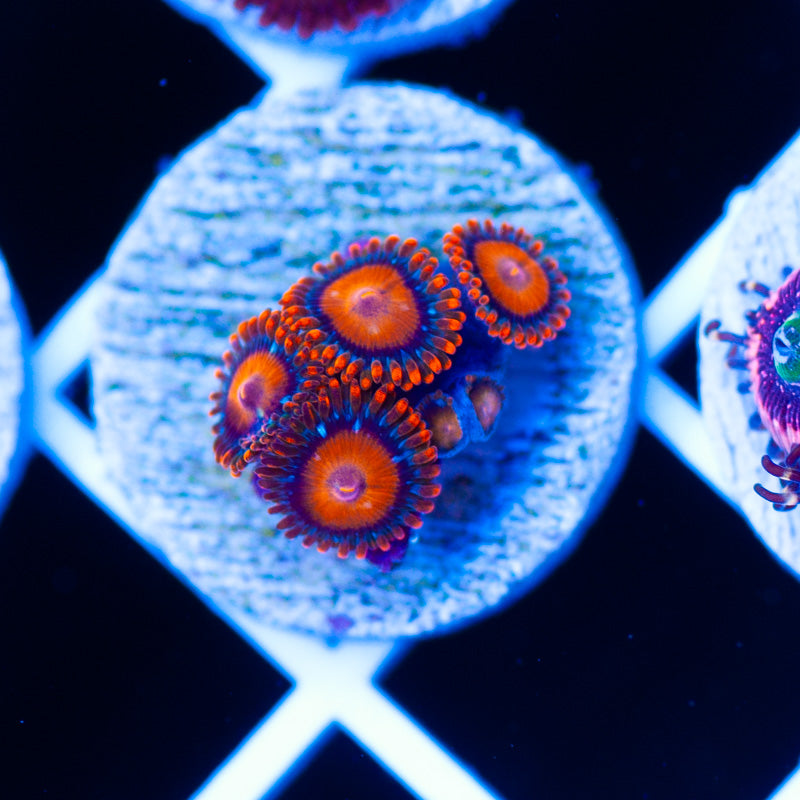 Bam Bam Zoanthids
