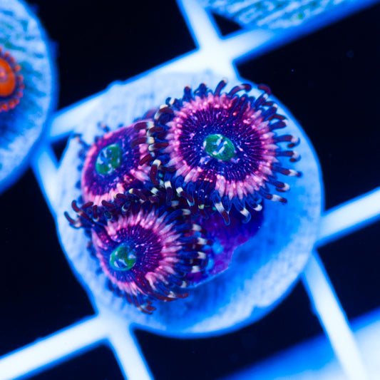Pink Zipper Zoanthids #2