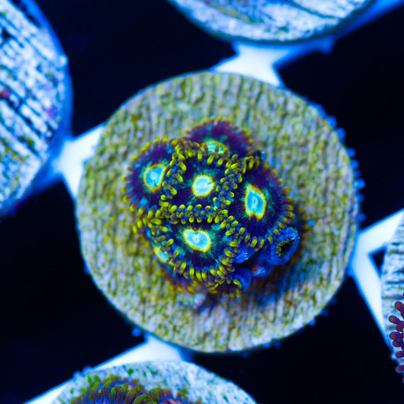 Murder Hornet Zoanthids