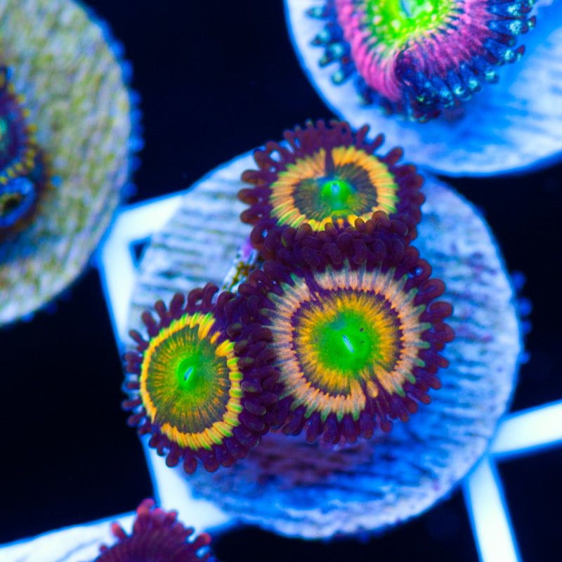 Gonzos Citrus Coolers Zoanthids