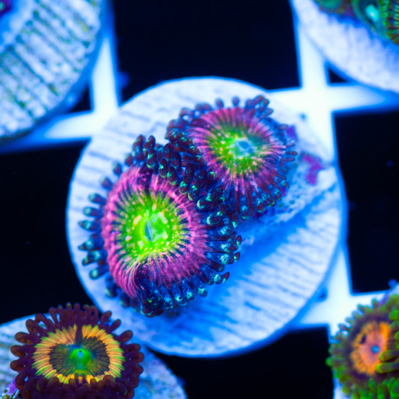 JF Kung Fu Fighter Zoanthids