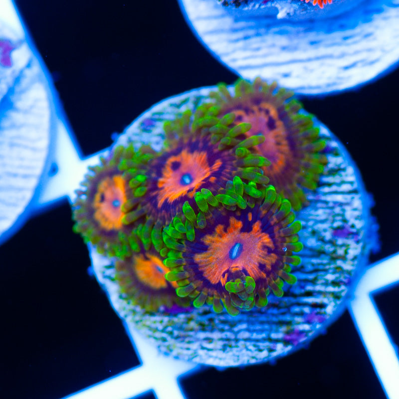 Marvin the Martian Zoanthids