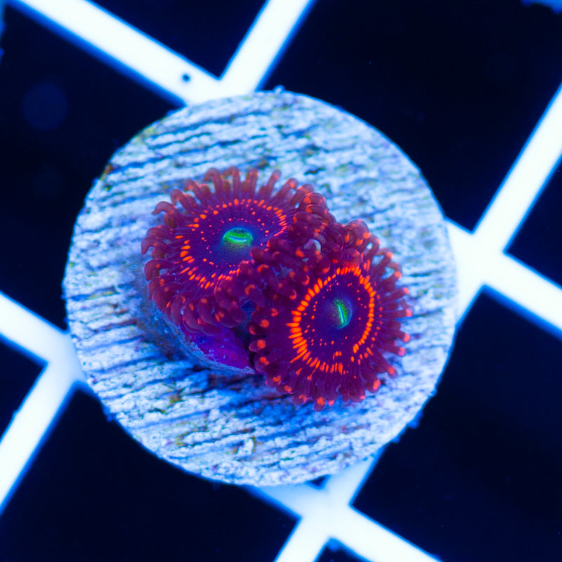 Illuminatti Zoanthids