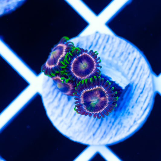 CC Raspberry Lime Zoanthids #1