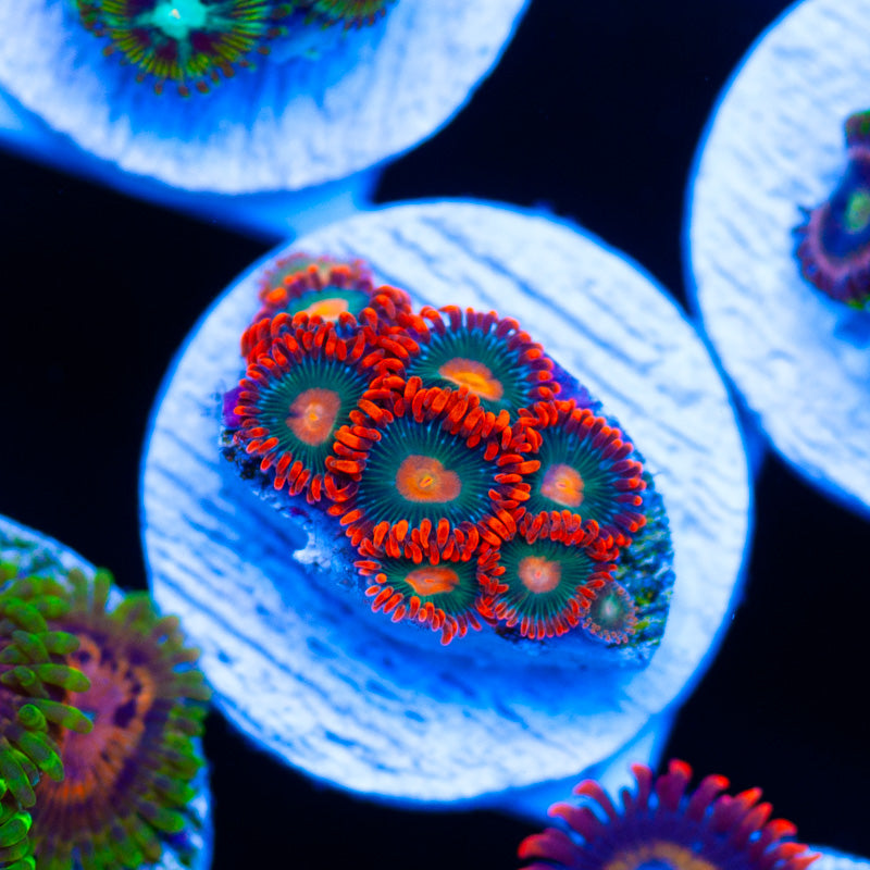 Gatorade Zoanthids
