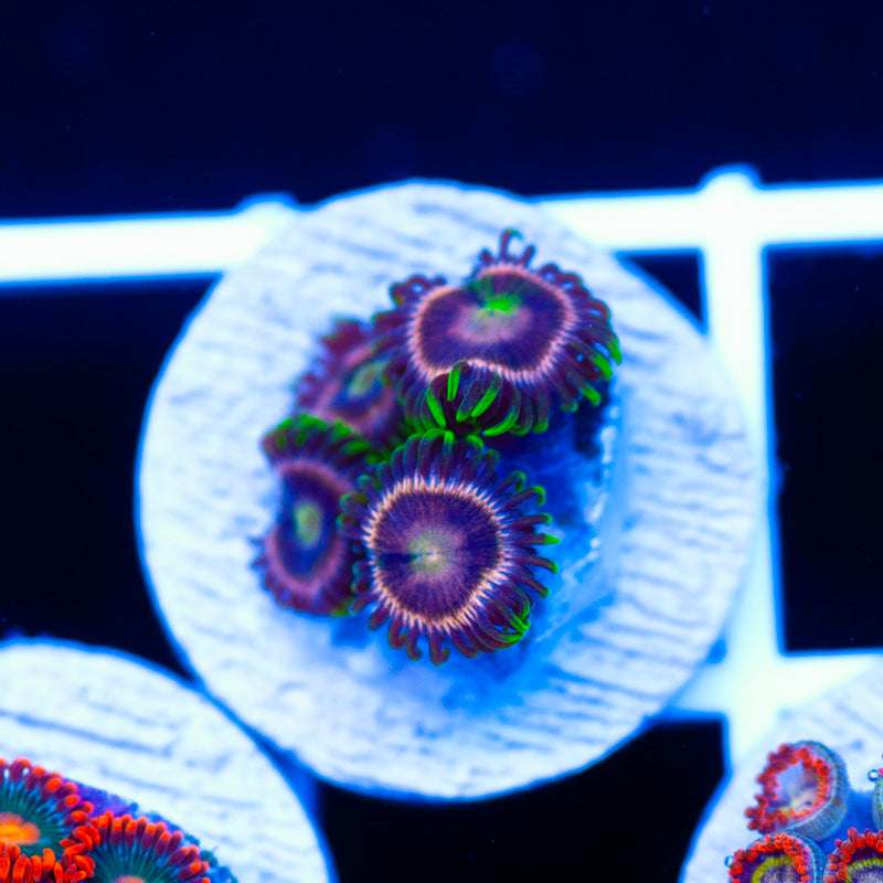 Raspberry Lime Zoanthids #2