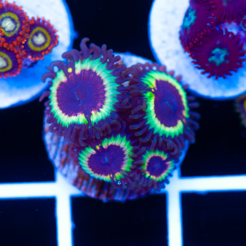 Vampire Slayer Zoanthids
