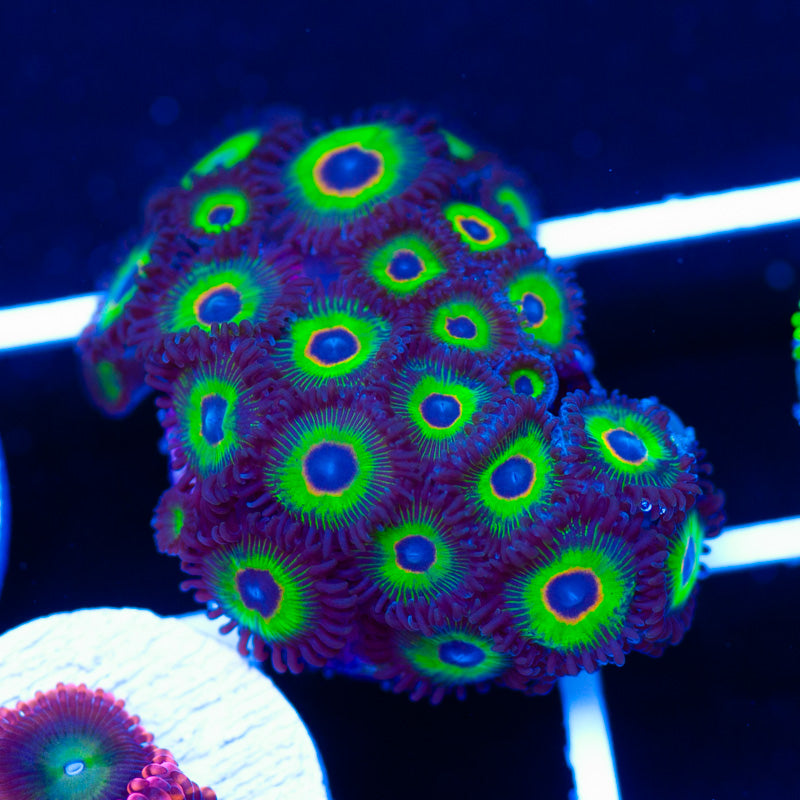 Bob Marley Zoanthids