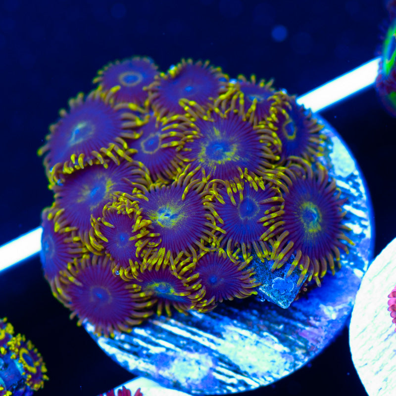 Blue Macaw Zoanthids