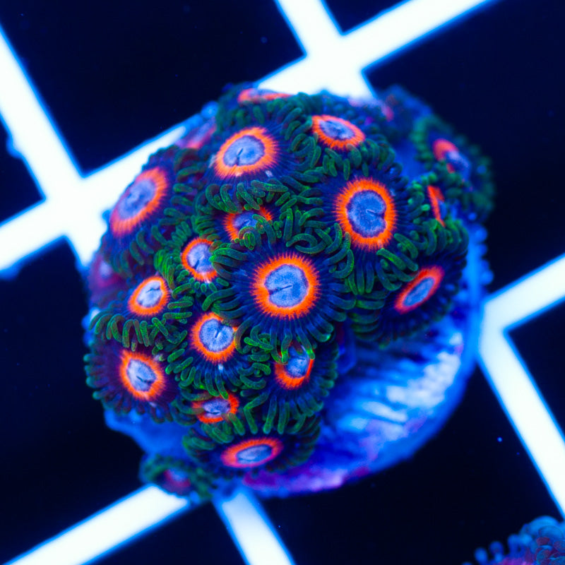 JF Fairy Tale Zoanthids