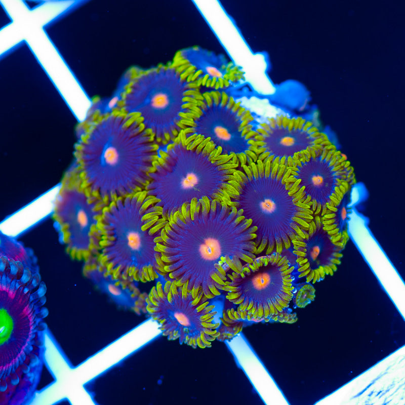 Awesome Yellow Skirt Zoanthids