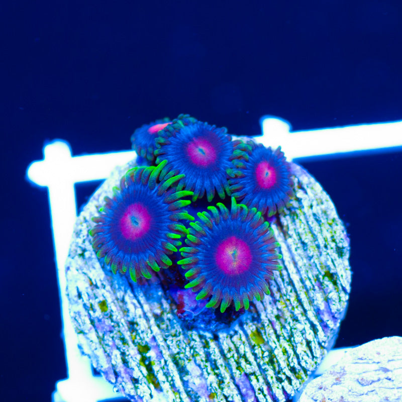 CC Rapture Zoanthids