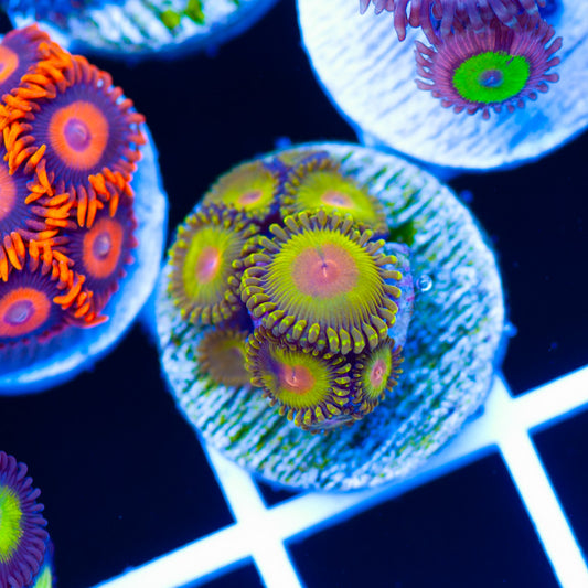 Golden God Zoanthids
